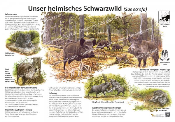 Unser heimisches Schwarzwild