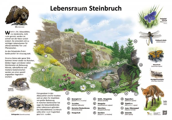 Lebensraum Steinbruch