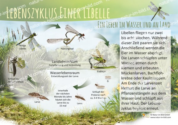 Lebenszyklus einer Libelle