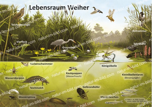 Lebensraum Weiher