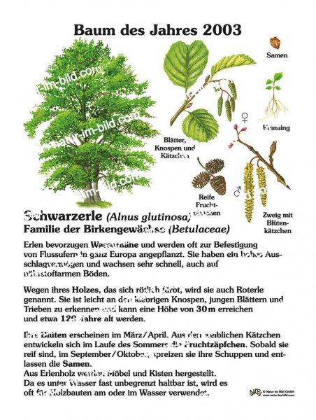 Schwarzerle - Baum des Jahres 2003