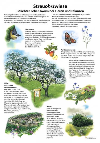 Streuobstwiese - Beliebter Lebensraum bei Tieren und Pflanzen