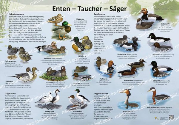 Enten, Taucher, Säger