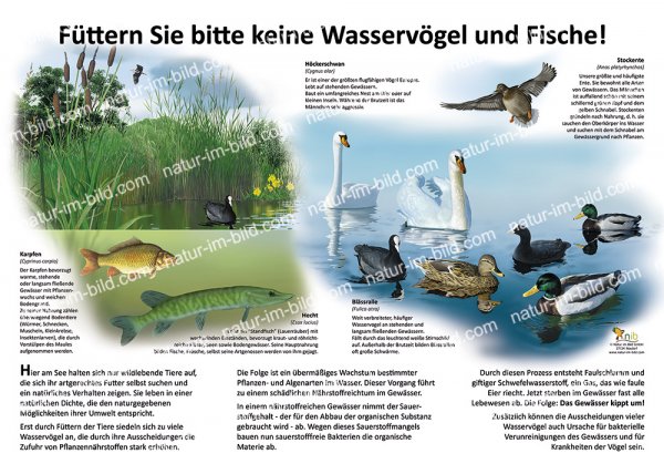 Füttern Sie bitte keine Wasservögel und Fische!