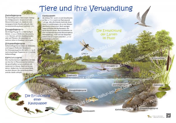 Tiere und ihre Verwandlung