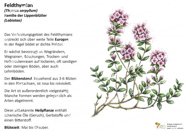 Feldthymian