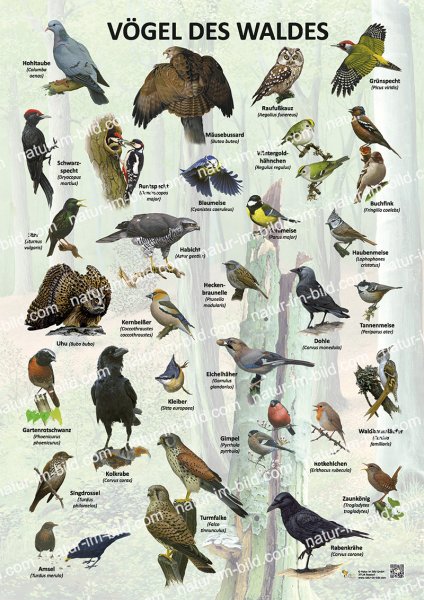 Vögel des Waldes