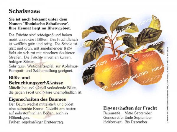 Schafsnase
