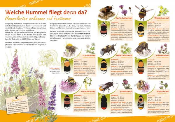 Welche Hummel fliegt denn da?