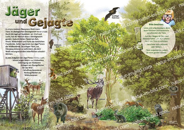 Jäger und Gejagte