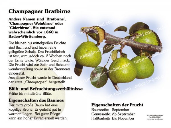 Champagner Bratbirne