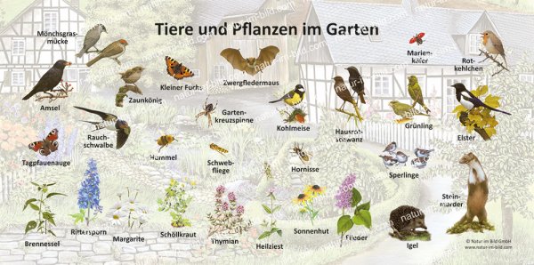 Tiere und Pflanzen im Garten