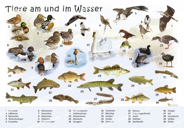 Tiere am und im Wasser