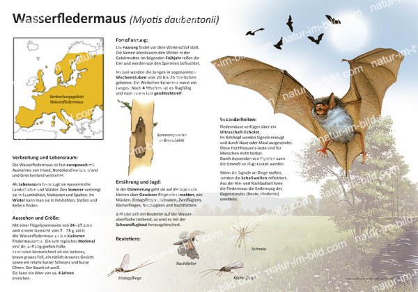 Wasserfledermaus