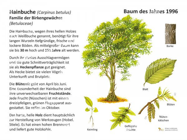 Hainbuche - Baum des Jahres 1996