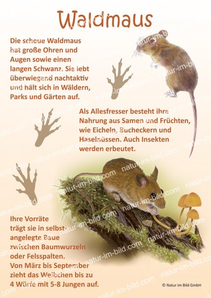 Waldmaus