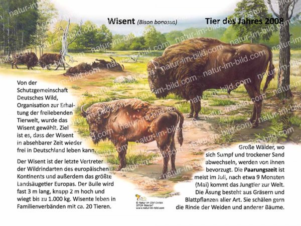 Der Wisent