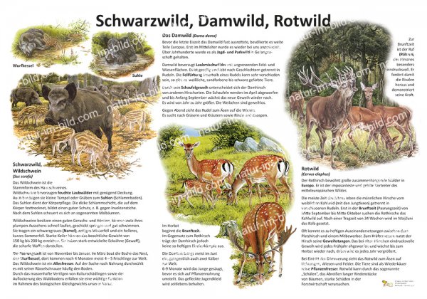 Schwarzwild, Damwild, Rotwild