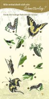 Wie entwickelt sich ein Schmetterling?