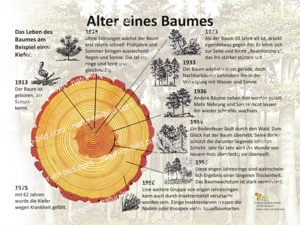 Alter eines Baumes