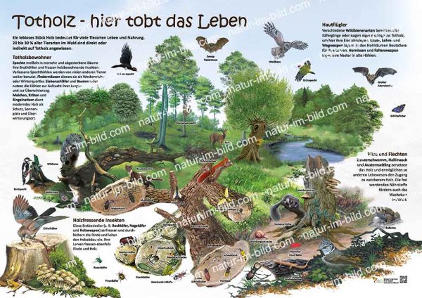 Totholz - hier tobt das Leben