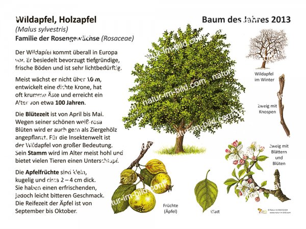 Wildapfel - Baum des Jahres 2013