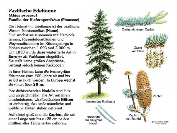 Pazifische Edeltanne