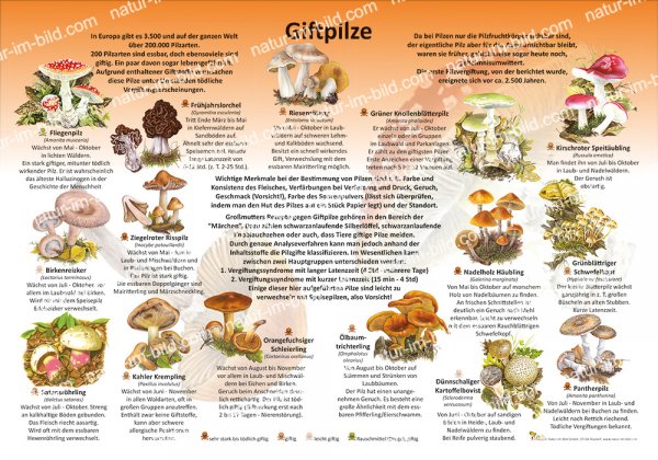 Giftpilze