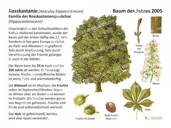 Rosskastanie - Baum des Jahres 2005