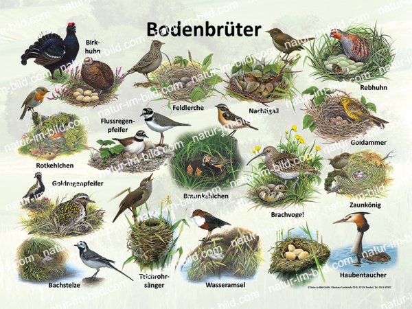 Bodenbrüter
