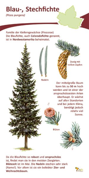 Blau-, Stechfichte