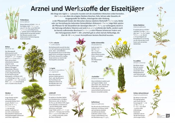 Arznei und Wirkstoffe der Eiszeitjäger