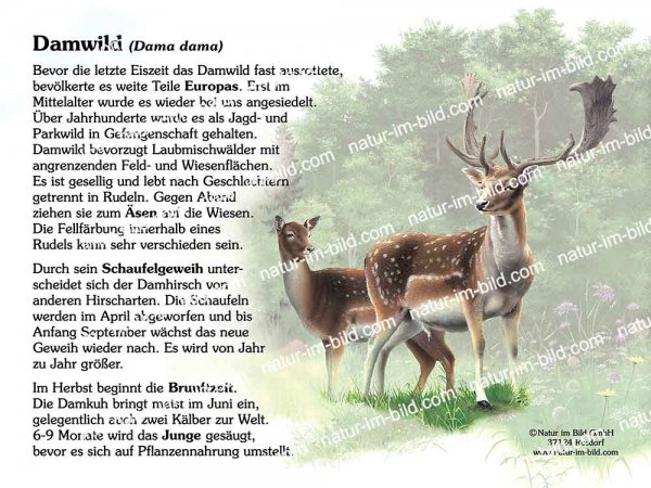 Damwild
