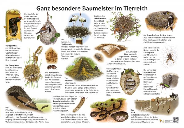 Ganz besondere Baumeister im Tierreich