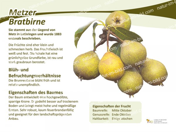 Metzer Bratbirne
