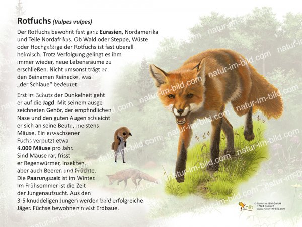 Rotfuchs