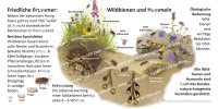Friedliche Brummer - Wildbienen und Hummeln