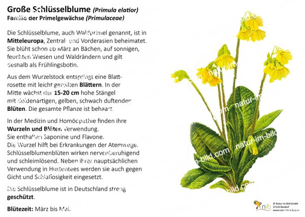 Schlüsselblume