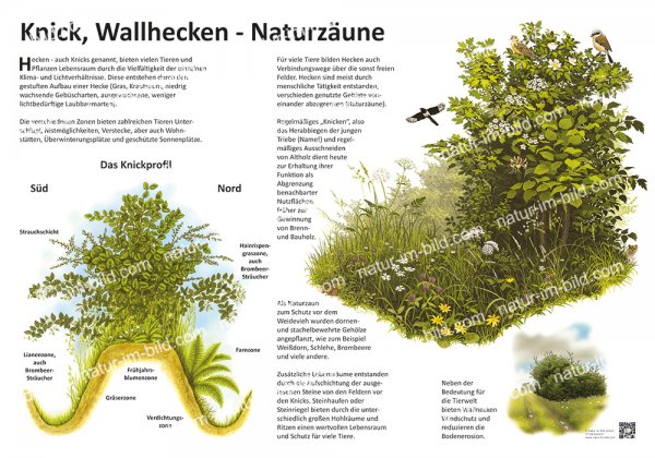 Knick, Wallhecken - Naturzäune