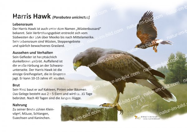 Harris Hawk