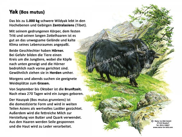 Yak