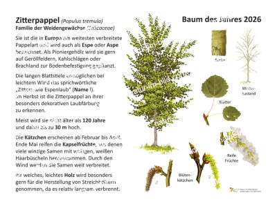 Eibe - Baum des Jahres 1994 | Pflanzen | Lehrtafeln | Natur im Bild  Lehrtafeln fr Natur-, Lehr- oder Lernpfade
