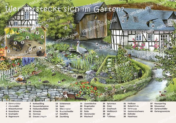 Wer versteckt sich im Garten?