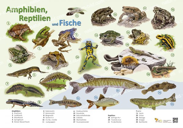 Amphibien, Reptilien und Fische