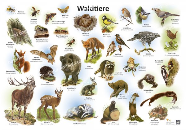 Waldtiere