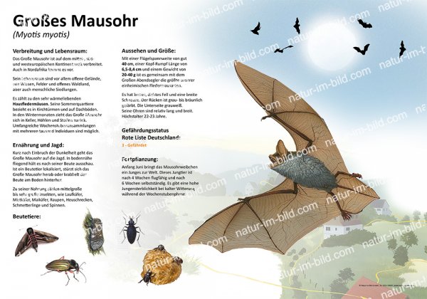 Großes Mausohr