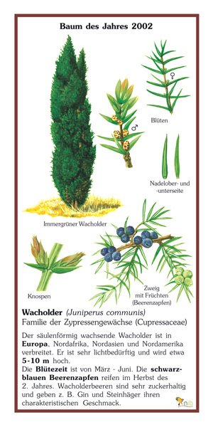 Wacholder - Baum des Jahres 2002