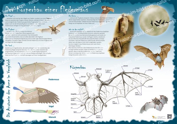 Der Körperbau einer Fledermaus