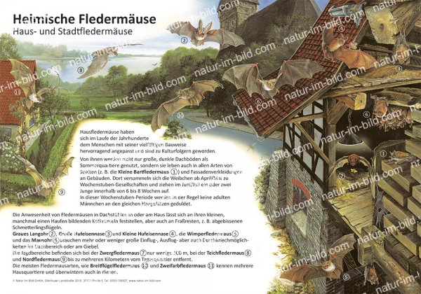 Heimische Fledermäuse - Stadt- und Hausfledermäuse