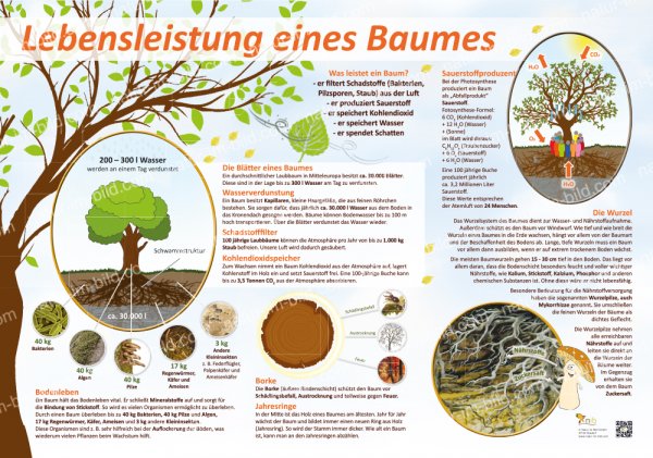 Die Lebensleistung eines Baumes